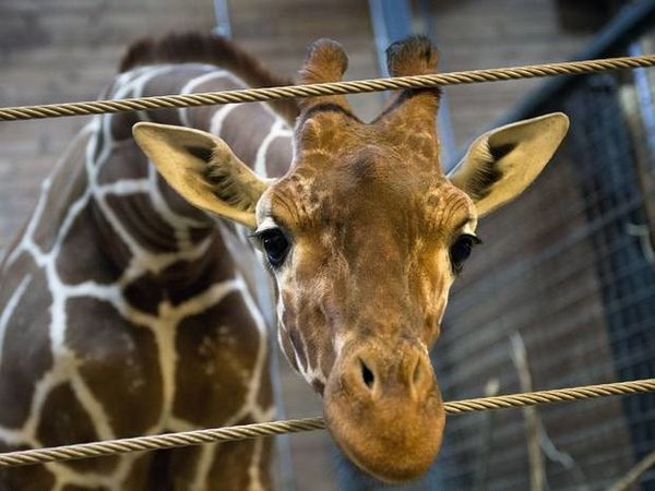girafet