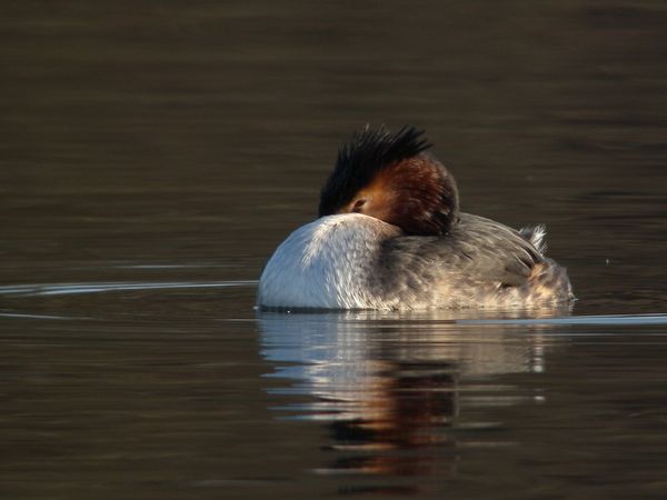 DSCN0030 2 grebe huppe Vert le Petit 91