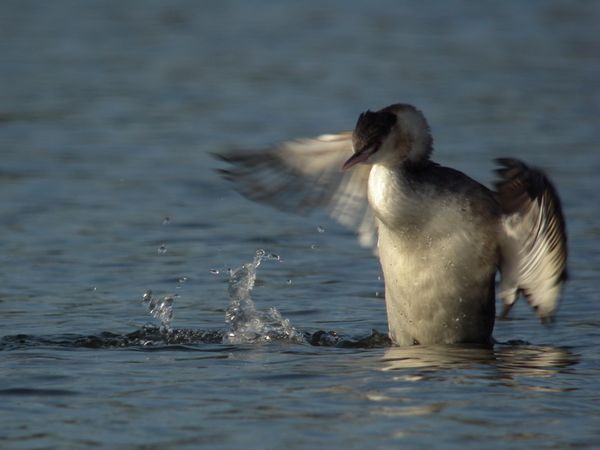 DSCN0096 grebe huppe Vert le Petit 91