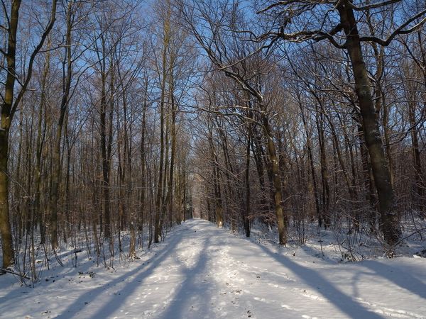 DSCN8199-bois-Verrieres-le-Buisson-91.jpg