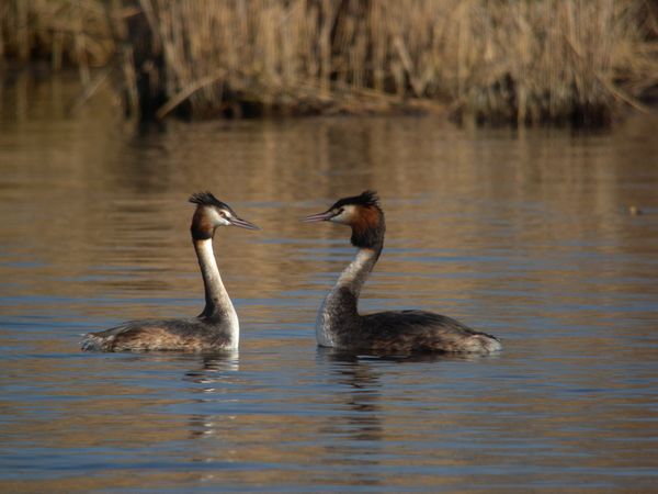 DSCN0835 grebe huppe Fontenay le Vicomte 91