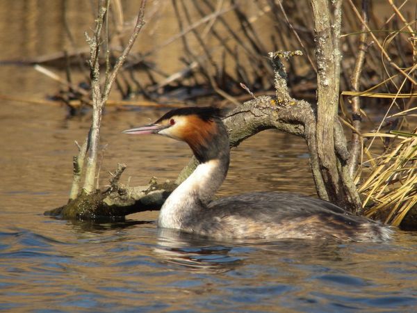 DSCN0898 grebe huppe Fontenay le Vicomte 91