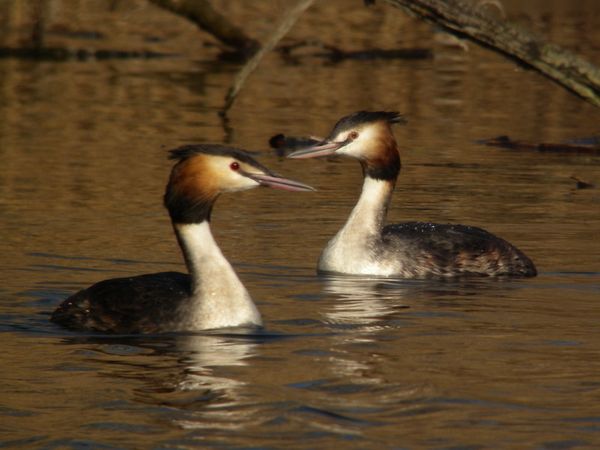 DSCN0934 grebe huppe Fontenay le Vicomte 91