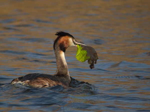 DSCN0943 grebe huppe Fontenay le Vicomte 91