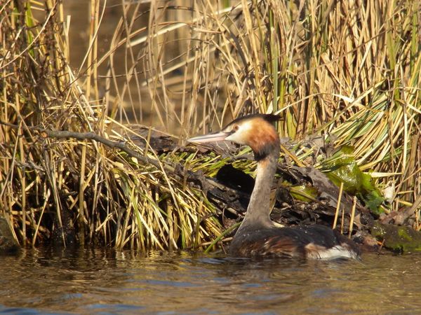 DSCN0946 grebe huppe Fontenay le Vicomte 91
