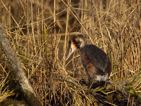 DSCN0948 grebe huppe Fontenay le Vicomte 91