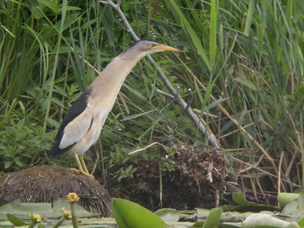 Rencontre jardin et nature fontenay le comte