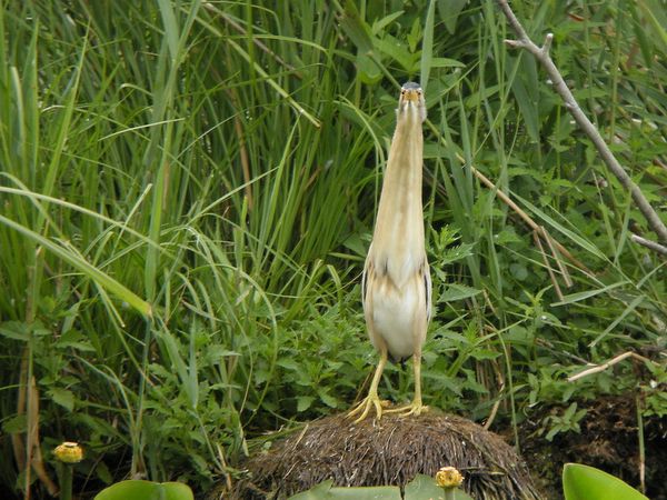 Rencontre jardin et nature fontenay le comte