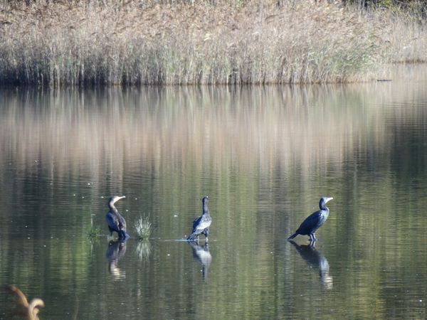 cormorans