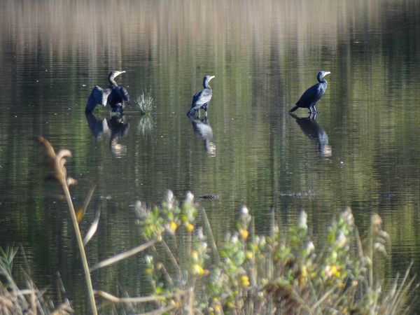 cormorans2