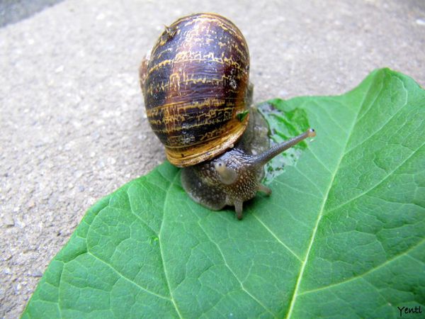 Escargot2