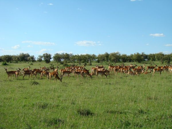 jour 5 matin - Massai Mara - aprés-midi 048