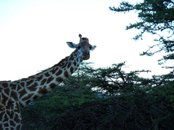 jour 5 matin - Massai Mara - aprés-midi 121