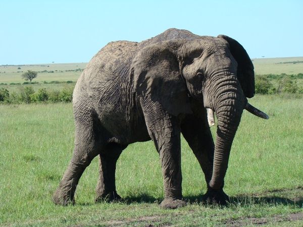 jour 5 matin - Massai Mara 023