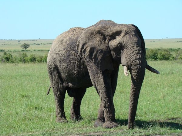 jour 5 matin - Massai Mara 024