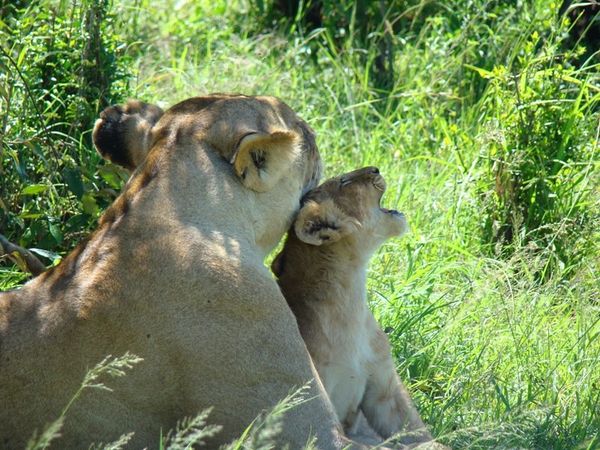jour 5 matin - Massai Mara 051