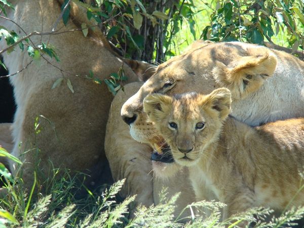 jour 5 matin - Massai Mara 066