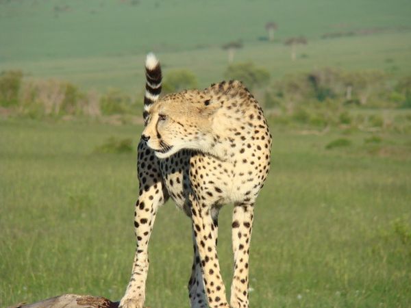 jour 5 matin - Massai Mara 093