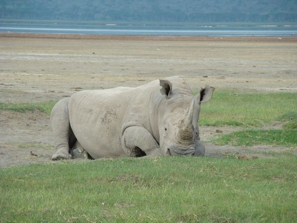 jour 3 lac Nakuru 152