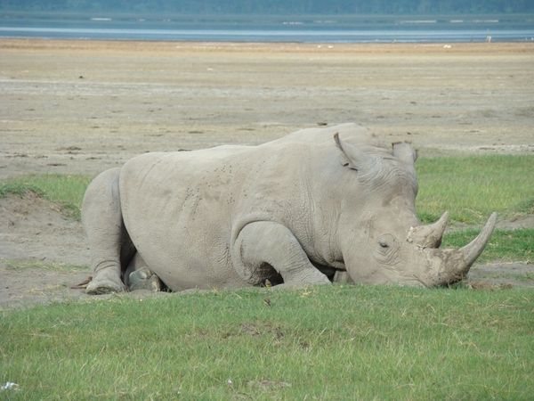 jour 3 lac Nakuru 157