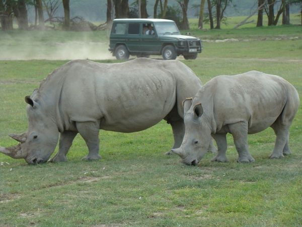 jour-3-lac-Nakuru-158.jpg