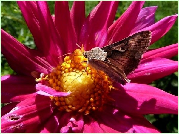 Autographa Gamma-Lambda (2)