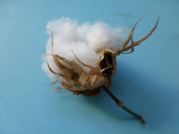 coton134.jpg