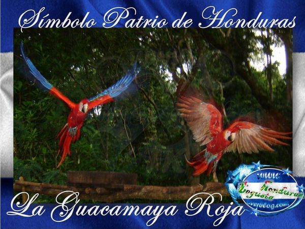 La-Guacamaya-Roja-Simbolo-Patrio-de-Honduras-Conexion-HN.jpg