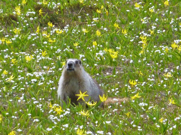 Jour 12 Glacier Hidden Lake trail marmotte