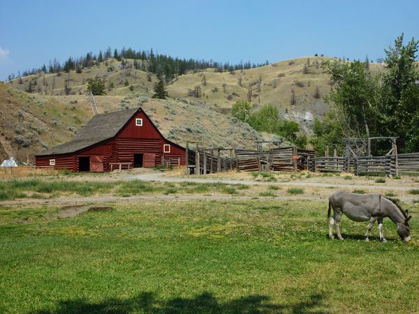 Jour 22 Hat Creek Ranch âne