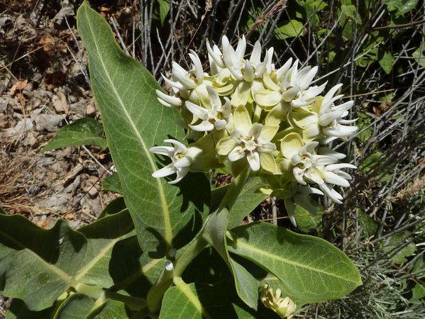 Jour 8 Logan Canyon fleurs