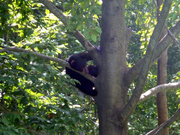 Parc Omega Ourson dans arbre