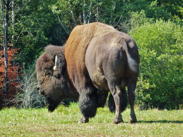 Parc Omega bison