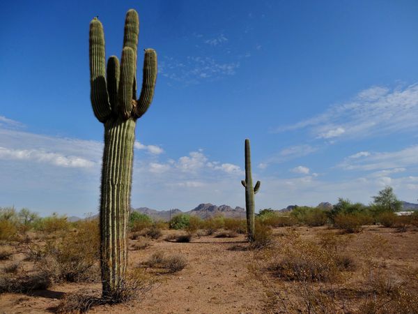 Apache Junction cactus b