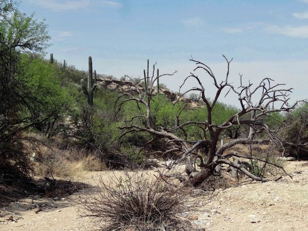 Tucson-Saguaro-NP-Est-17-arbre-mort-b.jpg