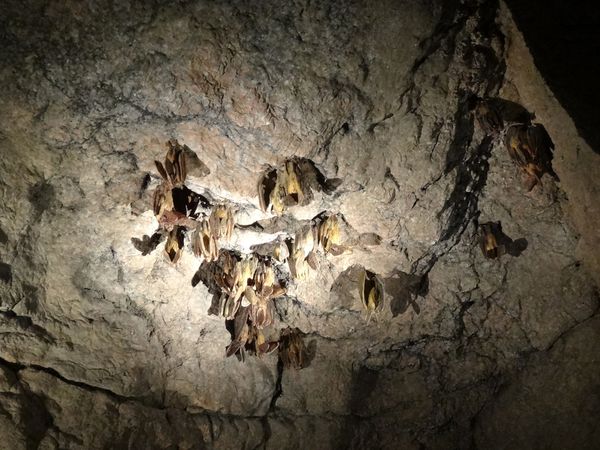 Tucson Sonoran Desert Museum caverne bats