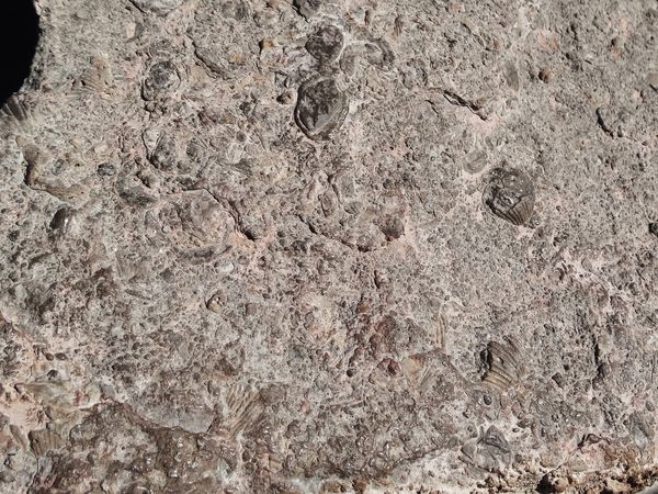 Tucson-Sonoran-Desert-Museum-fossiles-copie-1.jpg