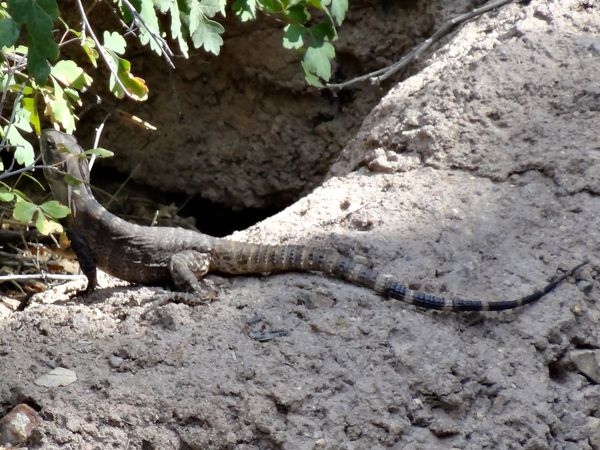 Tucson Sonoran Desert Museum lézard