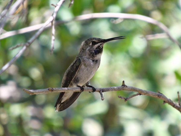 Sonora Desert Museum colibri