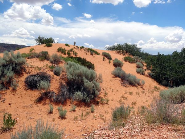 Coral Pink Sand Dunes 3