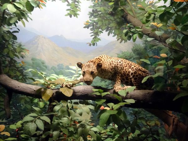 Chicago-Field-Museum-leopard.jpg