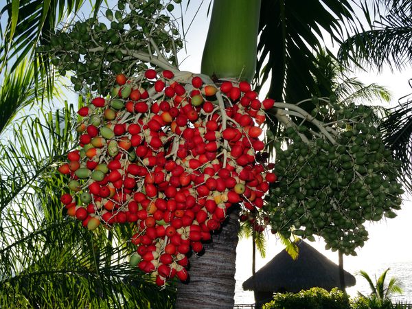 Papeete Intercontinental palmiers fruits