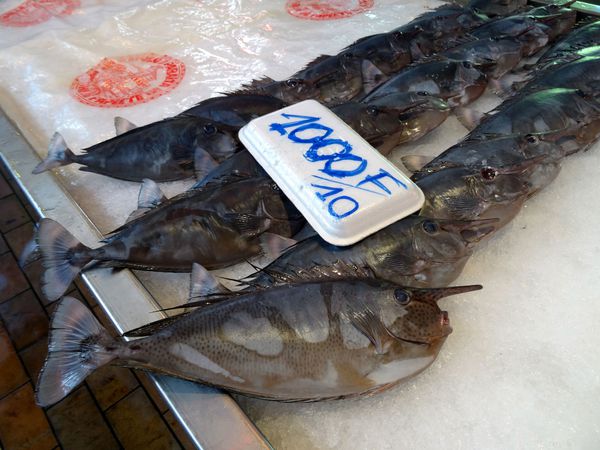 Papeete marché poisson licorne