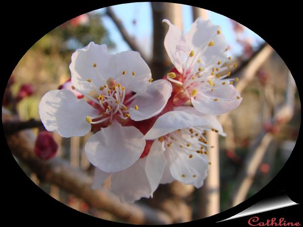 fleurs d'abricotier