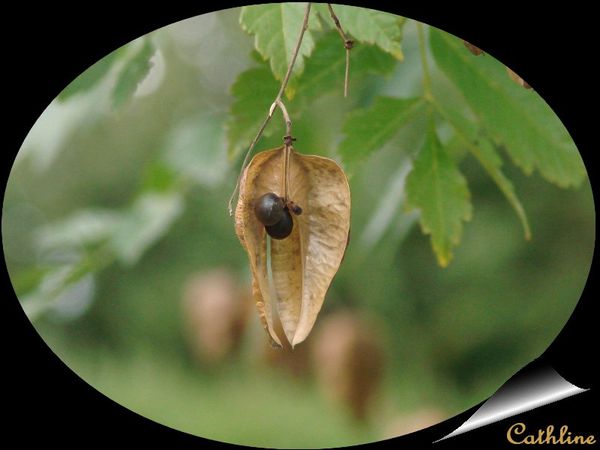 fruit-du-savonnier.jpg