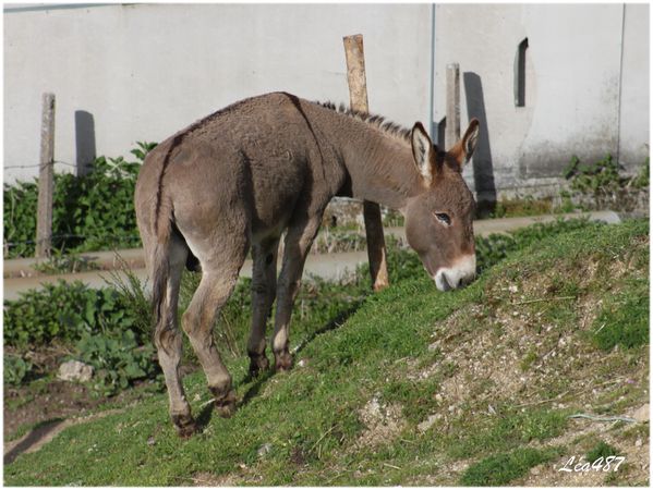 Animaux-5552-Hi-han.jpg