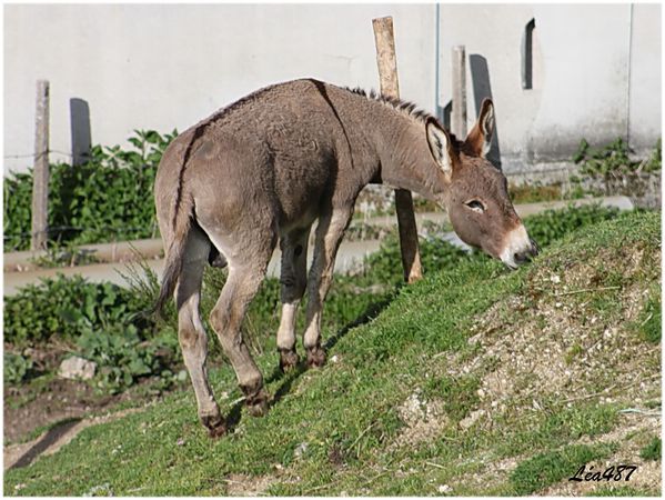 Animaux-5553-Hi-han.jpg