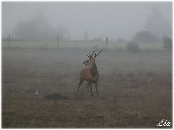 _MG_4055-cerf.jpg