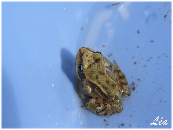 P6123944 grenouille