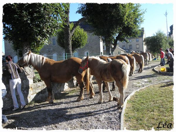 P8213346 chevaux Rieutort